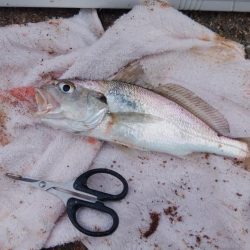 江井ヶ島海岸へ落ちギス狙い