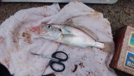 江井ヶ島海岸へ落ちギス狙い