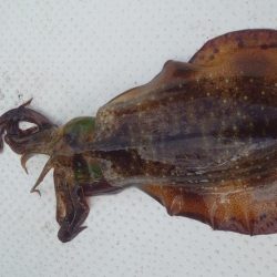 ボートエギング4