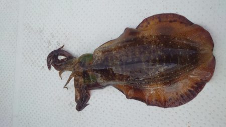 ボートエギング4