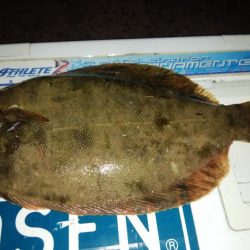 シーズン初のカレイが釣れました