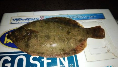 シーズン初のカレイが釣れました