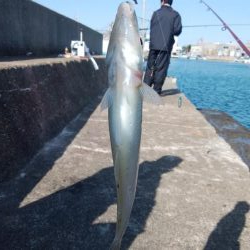 東二見白灯台キス撃沈し江井ヶ島方面でキス狙い