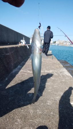 東二見白灯台キス撃沈し江井ヶ島方面でキス狙…