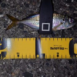 イカは諦めアジを釣る！