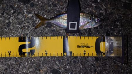 イカは諦めアジを釣る！