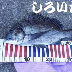 昨日の復習。チヌ釣りのはずが見えるサヨリを釣ってたら・・・