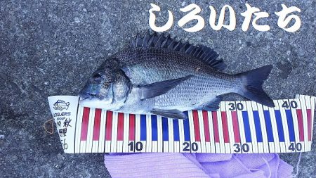 昨日の復習。チヌ釣りのはずが見えるサヨリを釣ってたら・・・