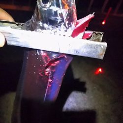 今週も２２時からでタチウオ１４匹でした。