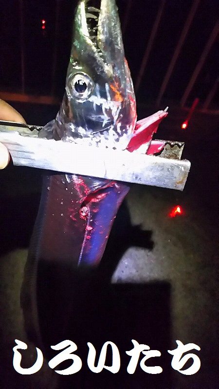 今週も２２時からでタチウオ１４匹でした。