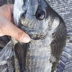 今日も、チヌの顔を見れました。風強かったけど