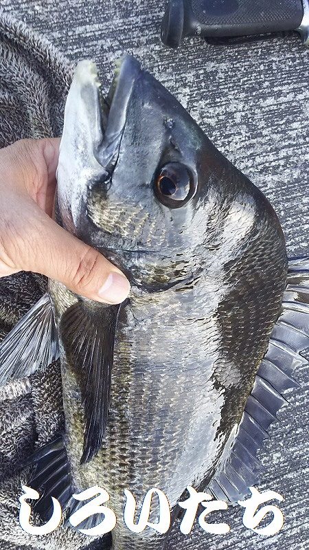 今日も、チヌの顔を見れました。風強かったけど