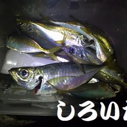 タチウオいない？アジ釣りに変更。