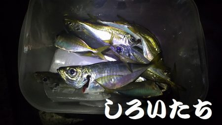 タチウオいない？アジ釣りに変更。