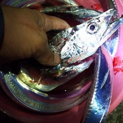 妻と久しぶりのタチウオ釣り、今年はデカイの多い。