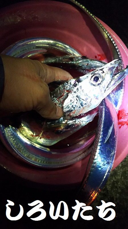 妻と久しぶりのタチウオ釣り、今年はデカイの多い。