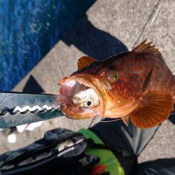 アコウ、カワハギ、エソ、アジ多数、エギングは不発