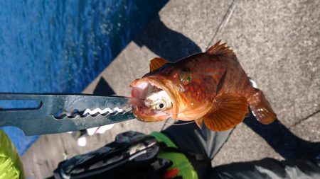 アコウ、カワハギ、エソ、アジ多数、エギングは不発