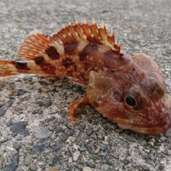 ウグイ飲ませでガシラのみ、サビキでもアジ釣れず貧果