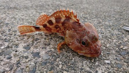 ウグイ飲ませでガシラのみ、サビキでもアジ釣れず貧果