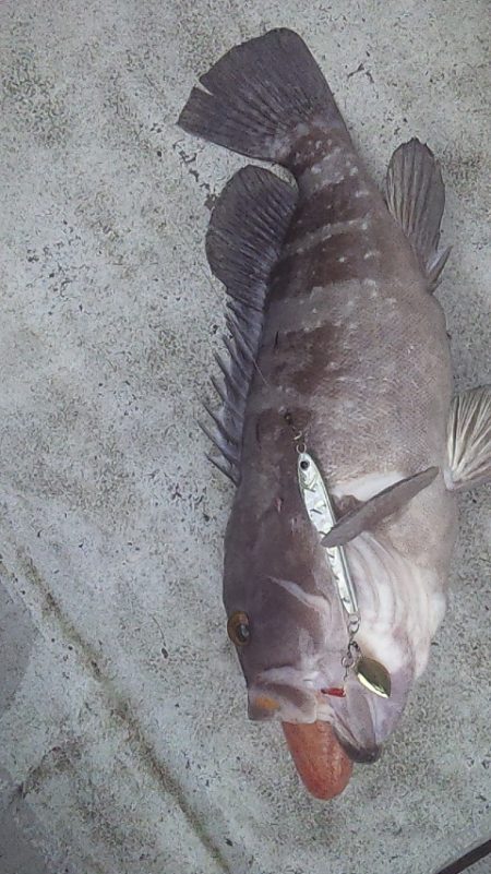 ライトジギングで初釣果