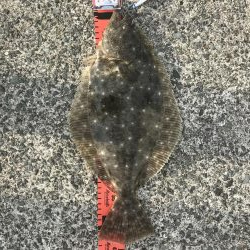 ショアジギングでヒラメ