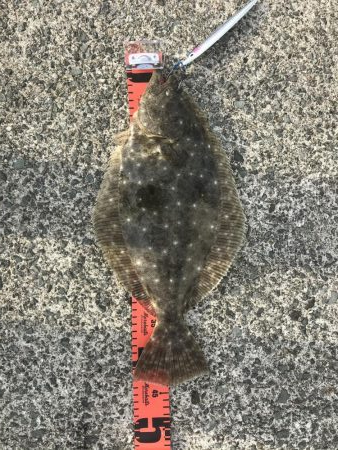 ショアジギングでヒラメ