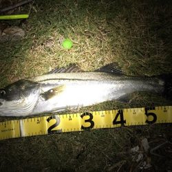 寒波とトウゴロウの到来。