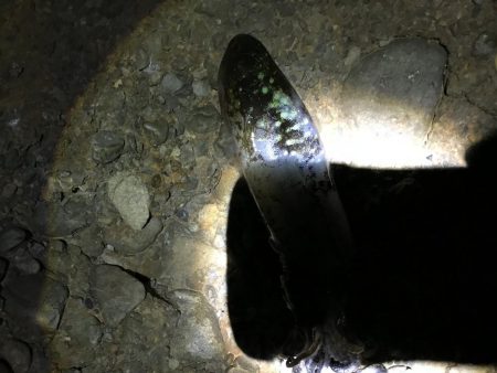 ヤエンでアオリイカ渋　北強風強すぎ(⌒-⌒; )