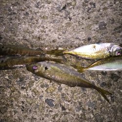 メバリングからのアジング