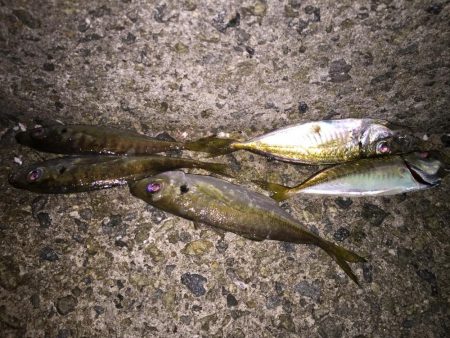 メバリングからのアジング