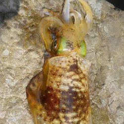 イカはどこに？