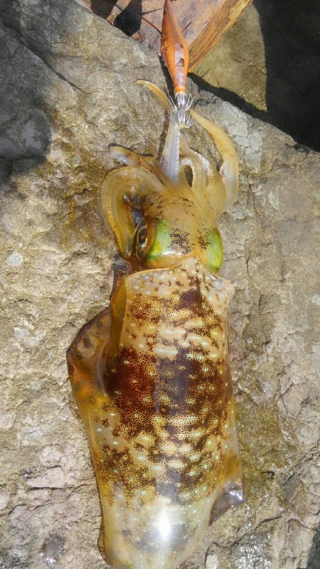 イカはどこに？