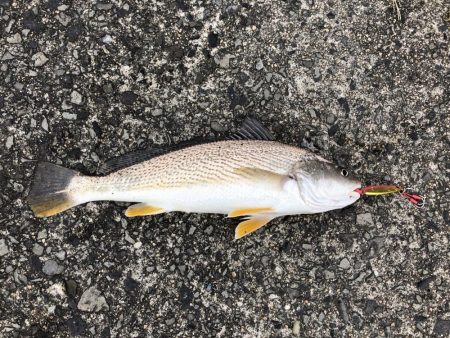 ショアジギング