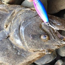 今日は良型ヒラメ！