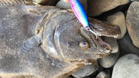 今日は良型ヒラメ！