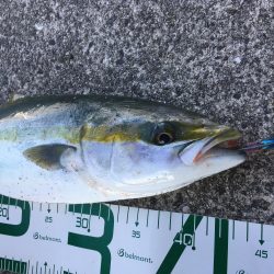 ナイスサイズ！ハマチ！