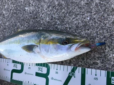 ナイスサイズ！ハマチ！