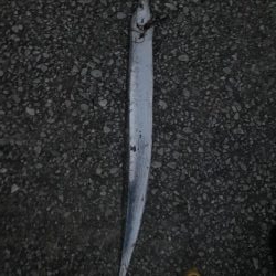 二色の浜　太刀魚