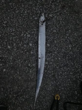 二色の浜　太刀魚