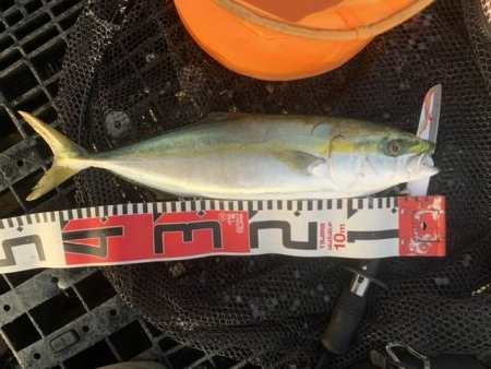 シーバス、ハマチ