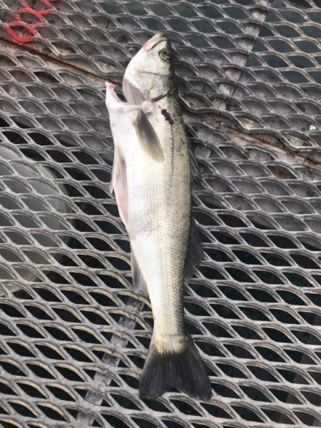 オセンでノマセ