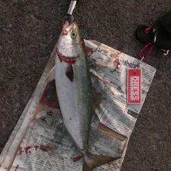 朝一マズメ前に一本!