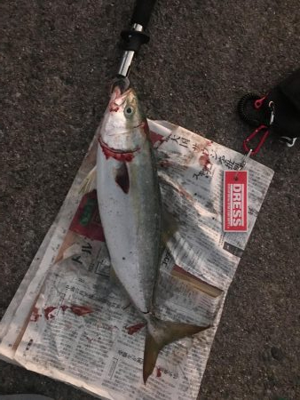 朝一マズメ前に一本!