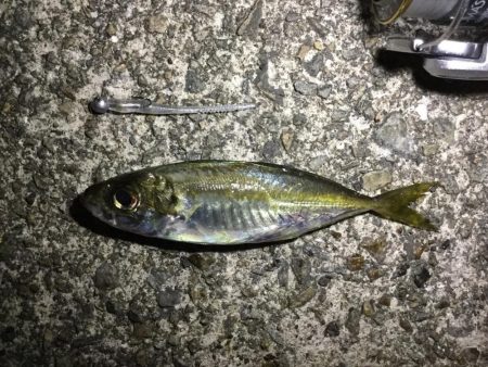 夜アジング
