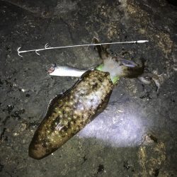 ヤエン秋イカ爆釣　型は中〜小