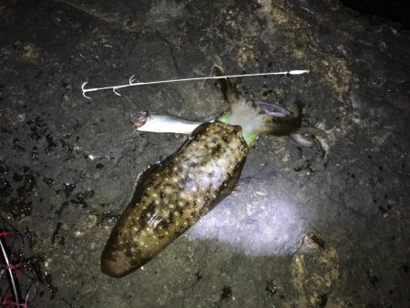 ヤエン秋イカ爆釣　型は中〜小