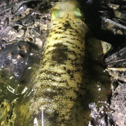 ナイトエギング