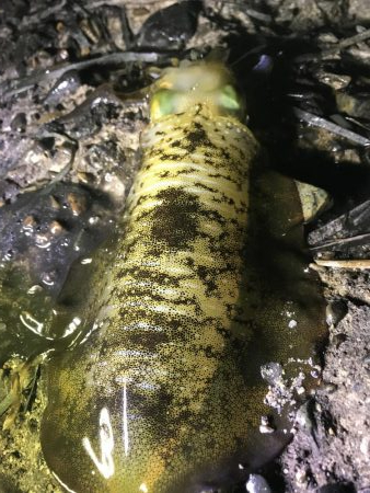 ナイトエギング