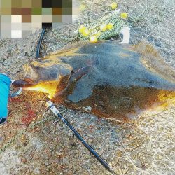 ハマチとヒラメ釣れた